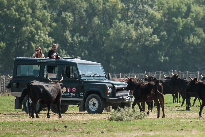 3.5 Hour Camargue 4x4 Safari from Le Grau-du Roi - Is $77.40 a fair price?