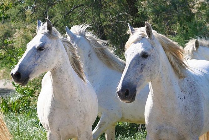 4x4 Camargue Safari 4h - Departure from Arles - Seating, comfort, and who should think twice