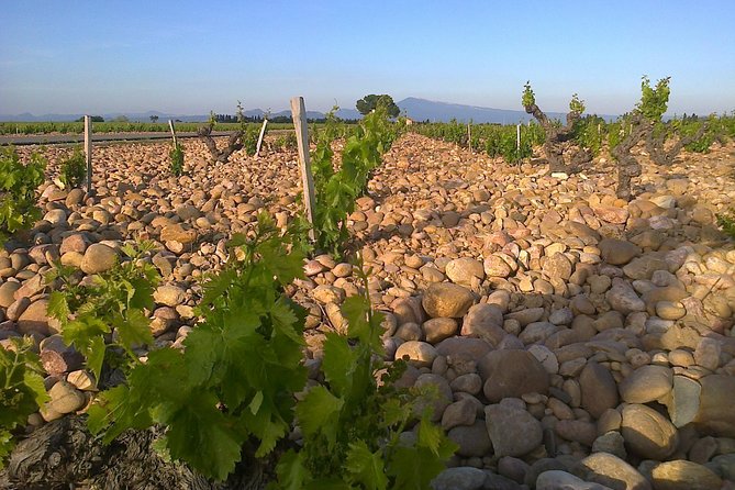 A Day in Provence Small Group Tour from Marseille - Châteauneuf-du-Pape, from vineyard to cellar