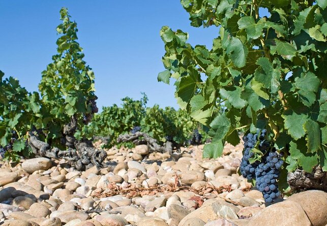 A Day in Provence Small Group Tour from Marseille - Avignon and the world of the popes