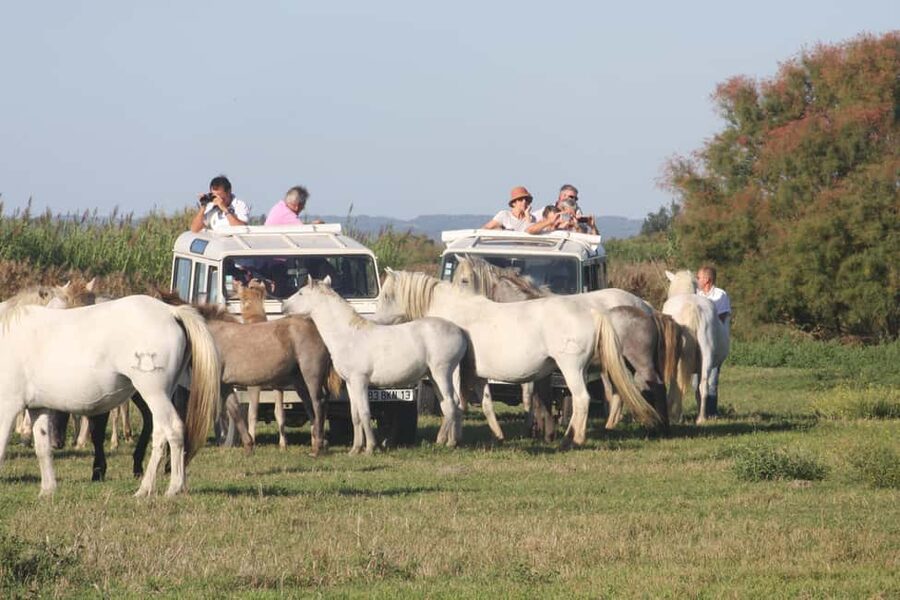 Aigues Mortes: Jeep Photo Safari in Camargue - Key points at a glance