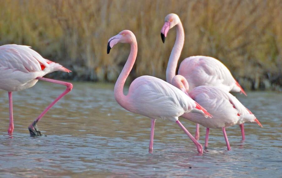 Aigues Mortes: Jeep Photo Safari in Camargue - Seeing the Camargue from an open-country 4x4