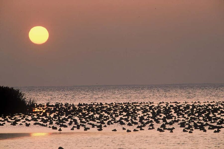 Aigues Mortes: Jeep Photo Safari in Camargue - Birds, flamingos, and the quieter side of the region