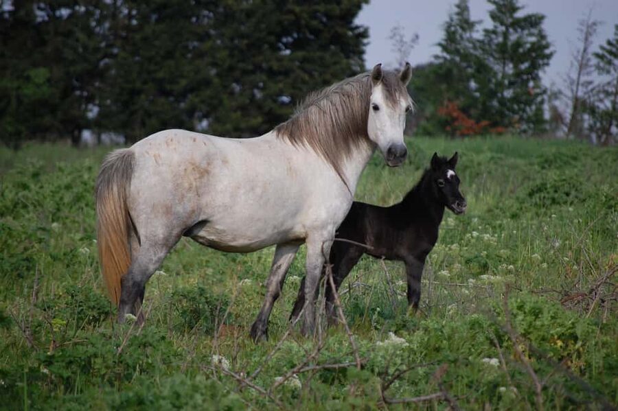 Aigues Mortes: Jeep Photo Safari in Camargue - The guide makes the difference