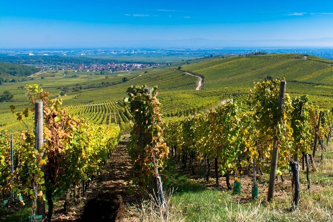Alsace Full Day Wine Tour from Colmar - Why this is a good way to see Alsace wine country