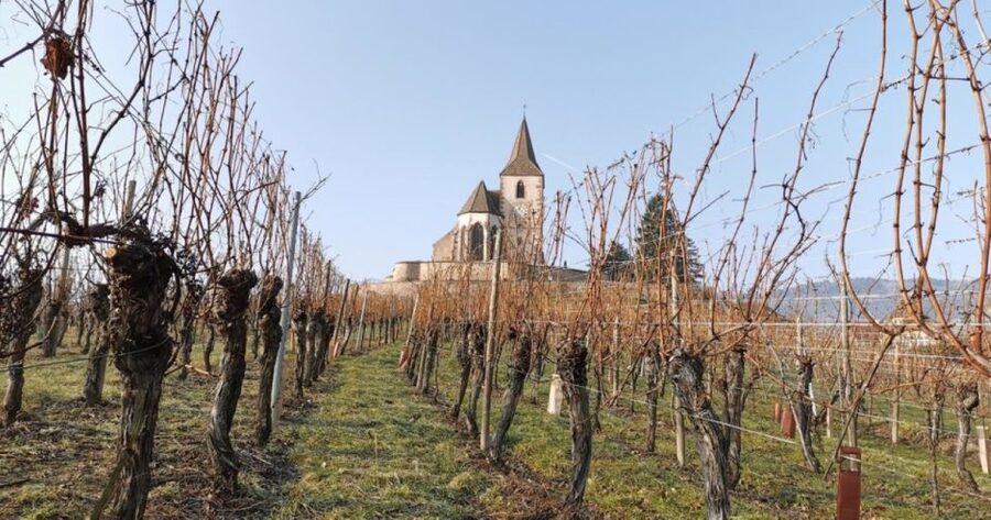 Alsace: Half-Day Wine Tour from Colmar - Should you book the Alsace half-day wine tour?
