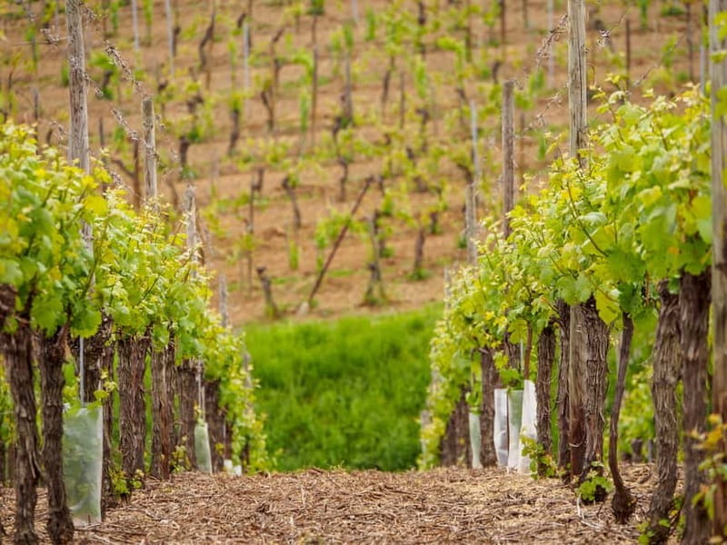 Alsace Half-Day Wine Tour from Strasbourg - At a glance
