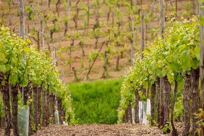 Alsace Wine Route Small Group Half-Day Tour with Tasting from Strasbourg - First tasting: the character of a family winery