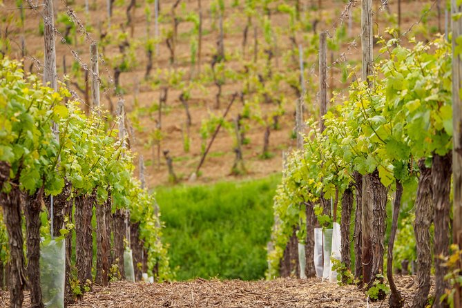 Alsace Wine Route Wineries & Tasting Small Group Guided Tour from Strasbourg - Why this Alsace wine day works well