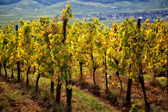 Alsace Wine Route Wineries & Tasting Small Group Guided Tour from Strasbourg - Three wineries, three different personalities