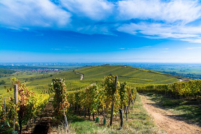 Alsace Wine Route Wineries & Tasting Small Group Guided Tour from Strasbourg - How much walking and wine is involved