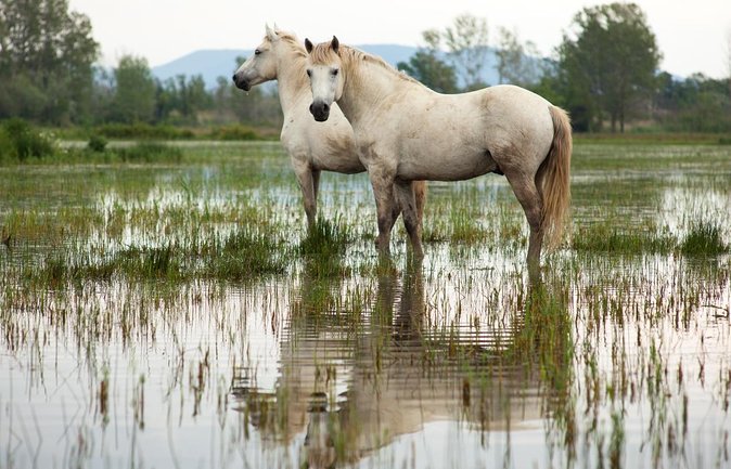 Arles and Camargue Full-Day Tour including Aigues Mortes - Key points at a glance