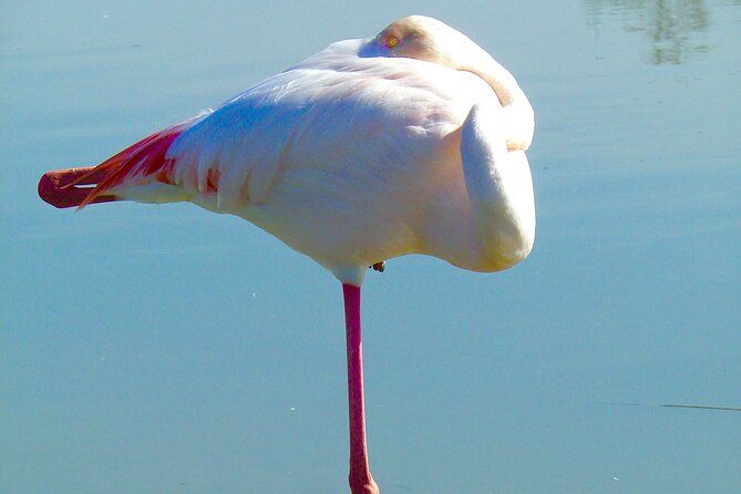 Arles and Camargue Full-Day Tour including Aigues Mortes - Why this is a useful day trip from Avignon