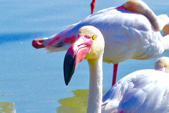 Arles and Camargue Full-Day Tour including Aigues Mortes - The Camargue by Lake Vaccarès