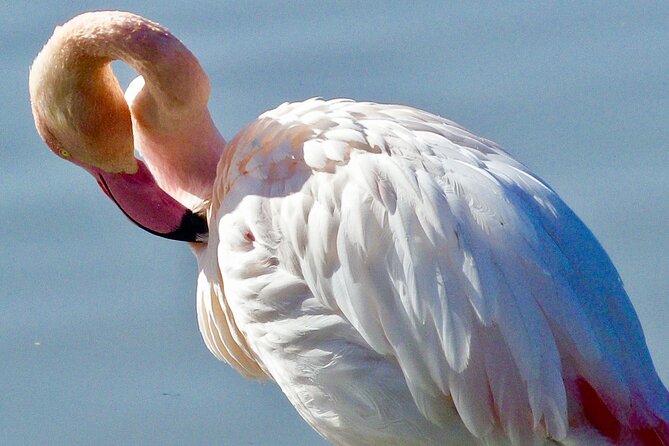 Arles and Camargue Full-Day Tour including Aigues Mortes - Saintes-Maries-de-la-Mer and the Mediterranean coast