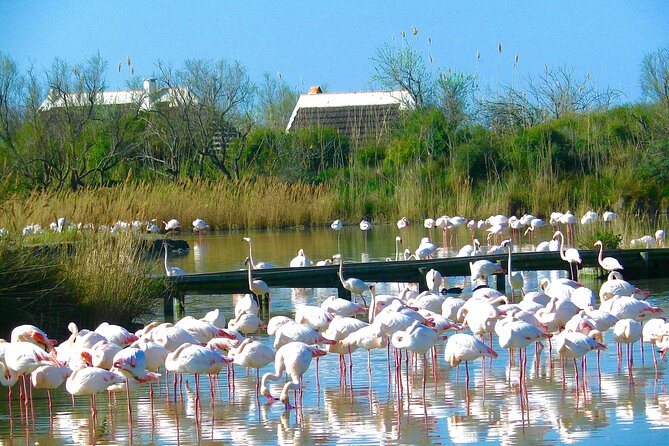 Arles and Camargue Full-Day Tour including Aigues Mortes - Pont de Gau, the best place for close bird viewing