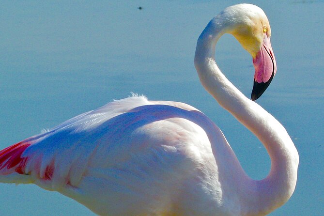 Arles and Camargue Full-Day Tour including Aigues Mortes - How the small group changes the day
