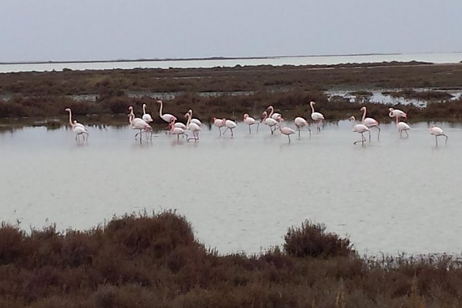 Arles and Camargue Full-Day Tour including Aigues Mortes - The guides and the day-to-day experience