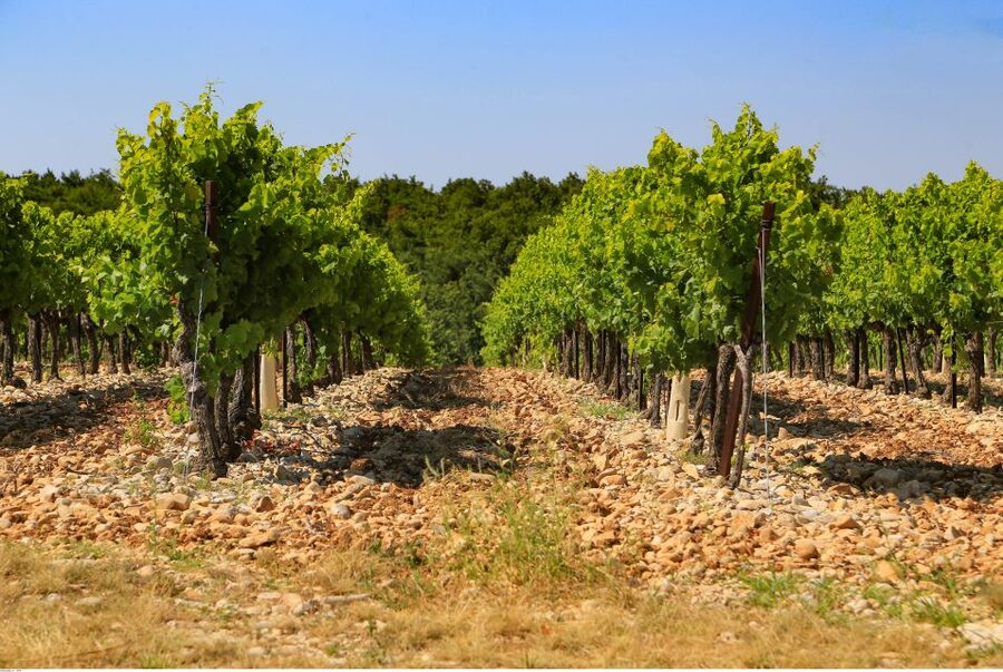 Avignon: Full-Day Wine Tour around Châteauneuf-du-Pape - Cellars, barrels, and the useful part of the lesson