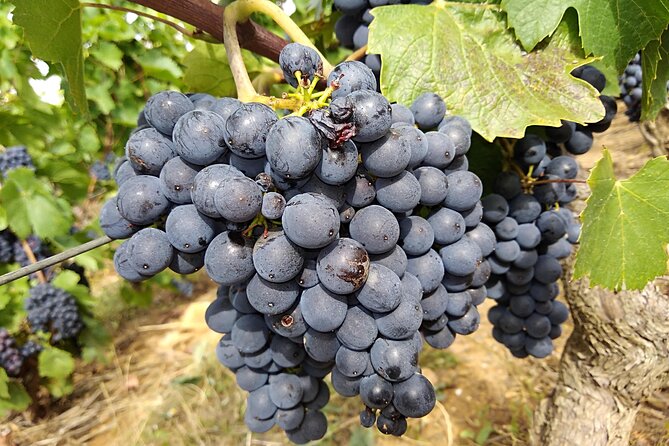Beaujolais Half Day Wine Tasting Tour - Château de Pizay: wine school with a playful twist