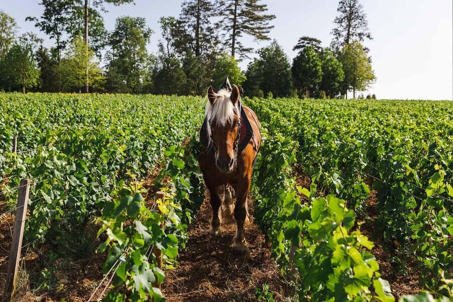 Beaune: Wine Tasting at Château de Pommard - A one-hour route from vineyard context to four glasses