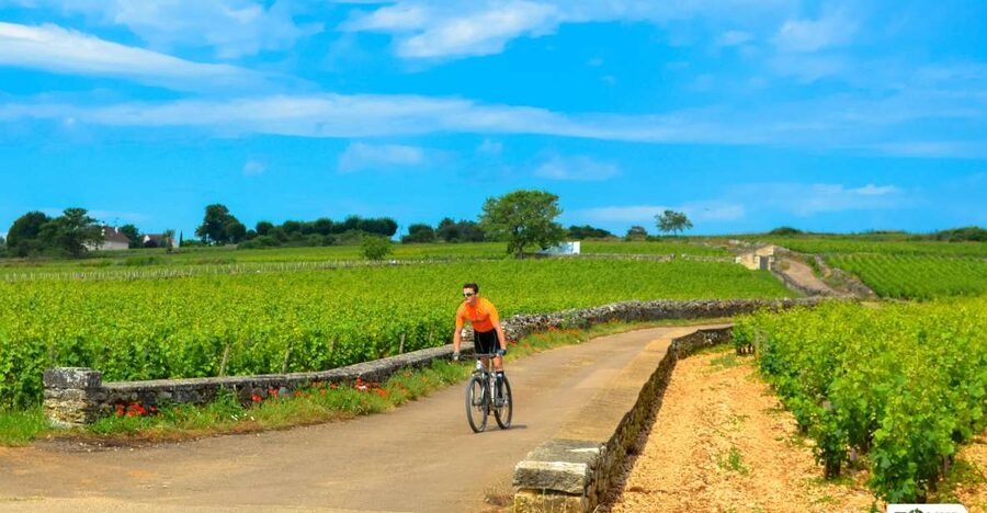 Beaune: Winery Tour by Bike with Wine Tasting - Key points before you book