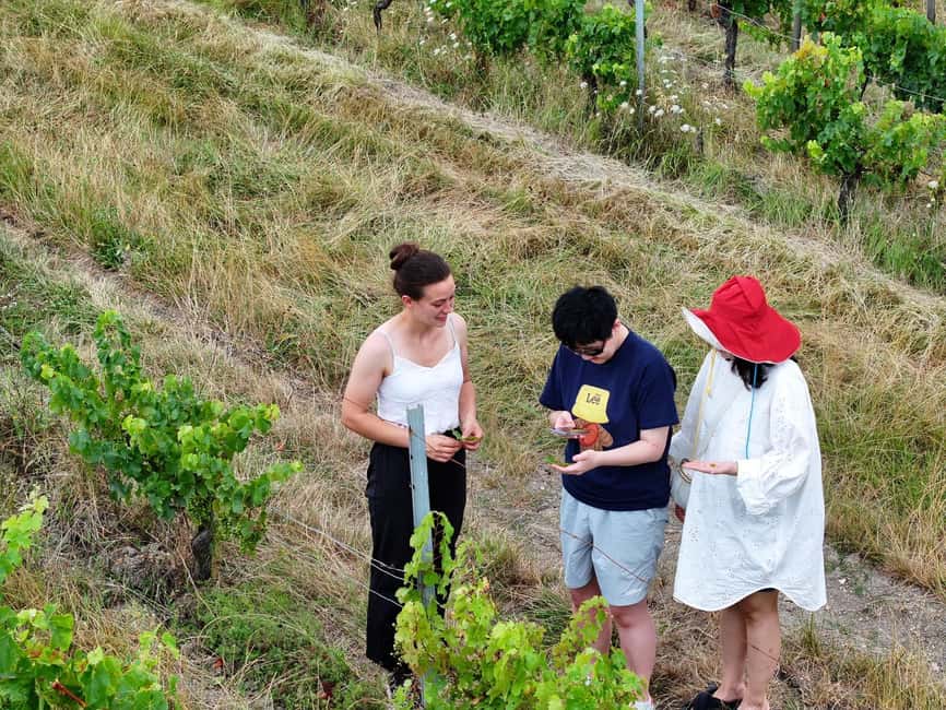 Bordeaux: Explore an Organic Family Vineyard with Tasting - Key points to know before you book