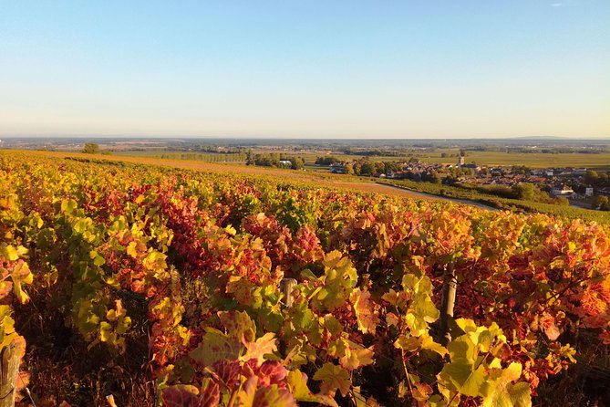 Burgundy Grand Crus Route Day Tour - 14 Wines Tastings in Domains - Finishing in Chambolle-Musigny