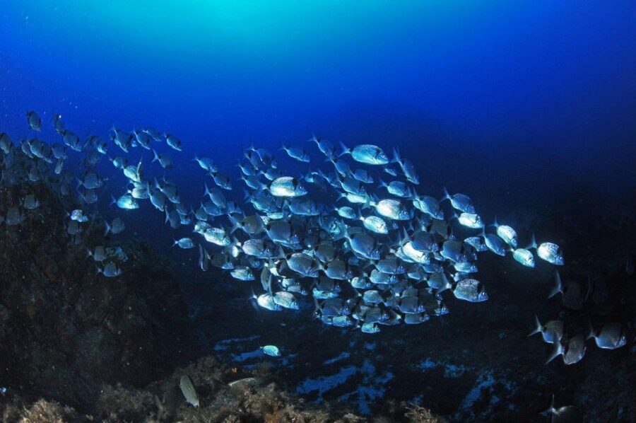 Calvi: Introduction to Diving Dive with an Instructor - Speedboat ride to the Gulf of Calvi