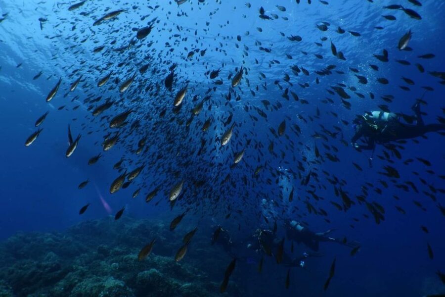 Calvi: Pointe de la Revellata Snorkeling Boat Tour - Is $41 a fair price?