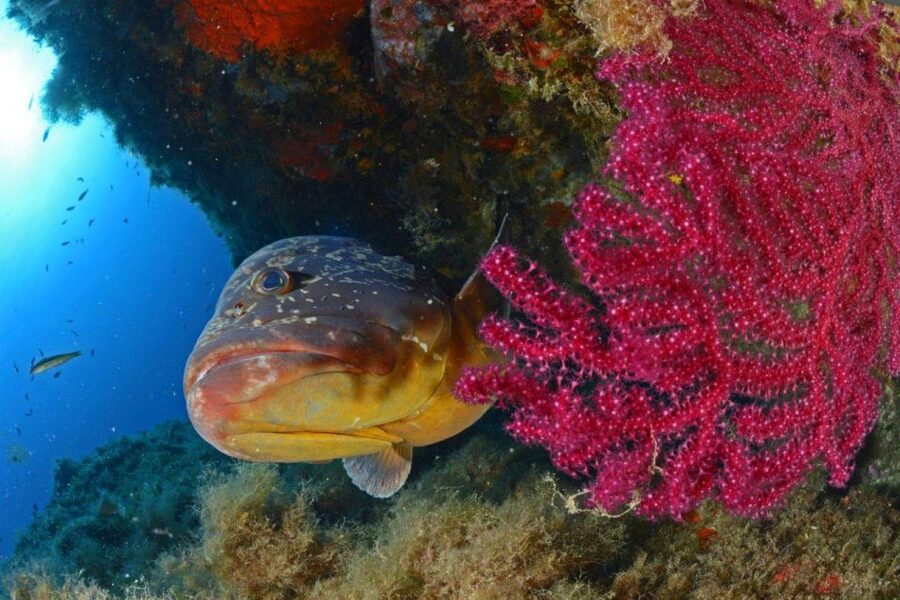 Calvi: Pointe de la Revellata Snorkeling Boat Tour - Who will enjoy this Calvi boat trip most?
