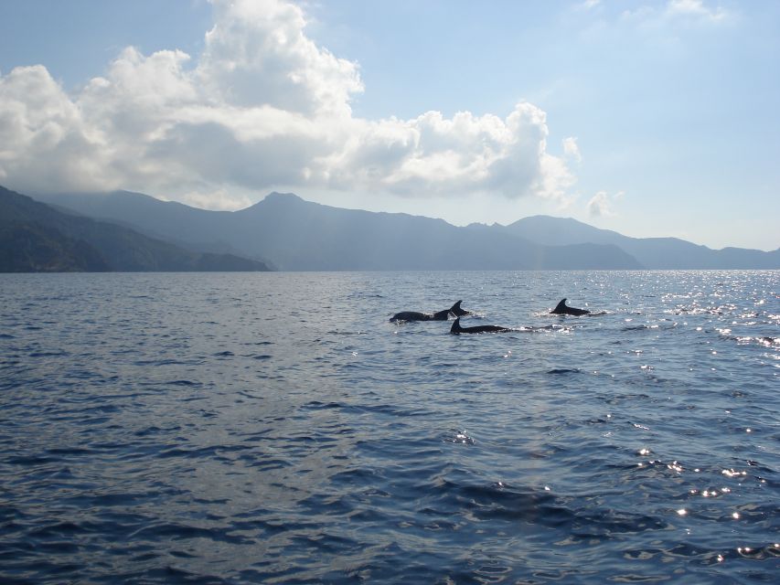Calvi: Scandola and Girolata 6-Hour Boat Tour - Why this Calvi boat trip works well