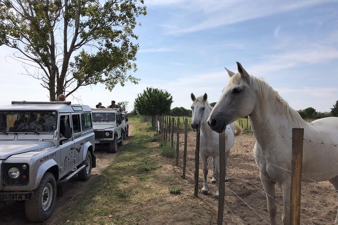 Camargue 4x4 Safari 2 hours Saintes Maries de la Mer - White horses and black bulls, with realistic expectations
