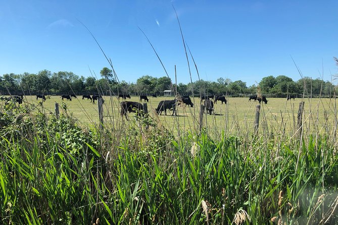 Camargue 4x4 Safari 2 hours Saintes Maries de la Mer - Why the local guide makes a difference