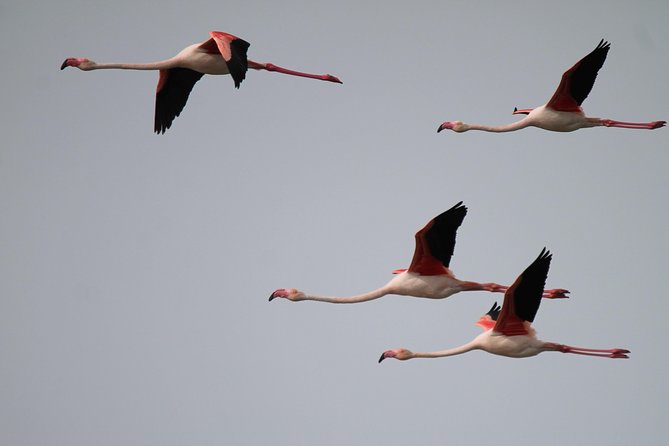 Camargue 4x4 Safari 2 hours Saintes Maries de la Mer - Small group comfort and the 4x4 ride