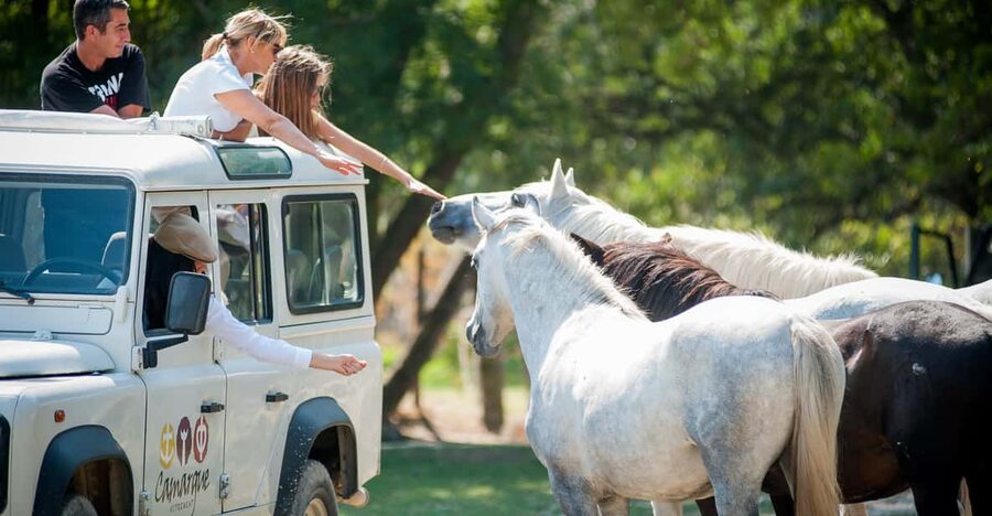 Camargue: Half-Day 4x4 Guided Safari Adventure - Key points at a glance