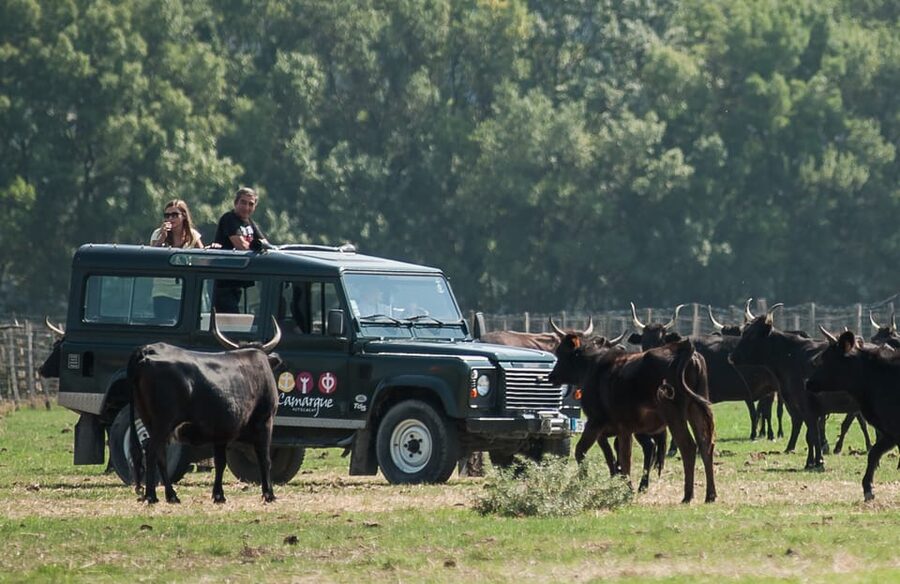 Camargue: Half-Day 4x4 Guided Safari Adventure - Who should book this Camargue safari?