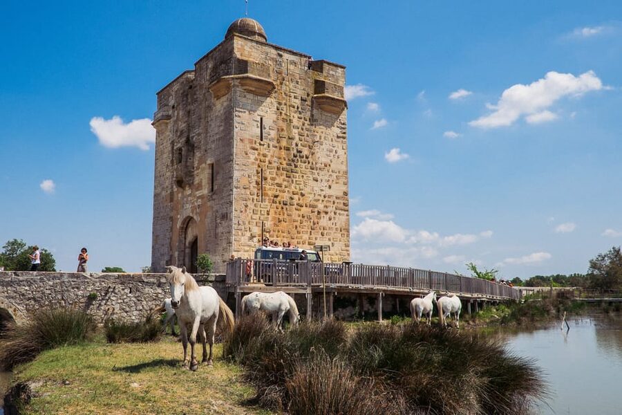 Camargue: Half-Day 4x4 Guided Safari Adventure - Five wines and a table of local flavors