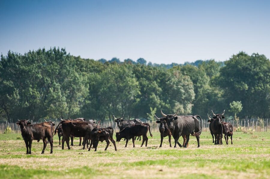 Camargue: Half-Day 4x4 Guided Safari Adventure - Is $75 a fair price?