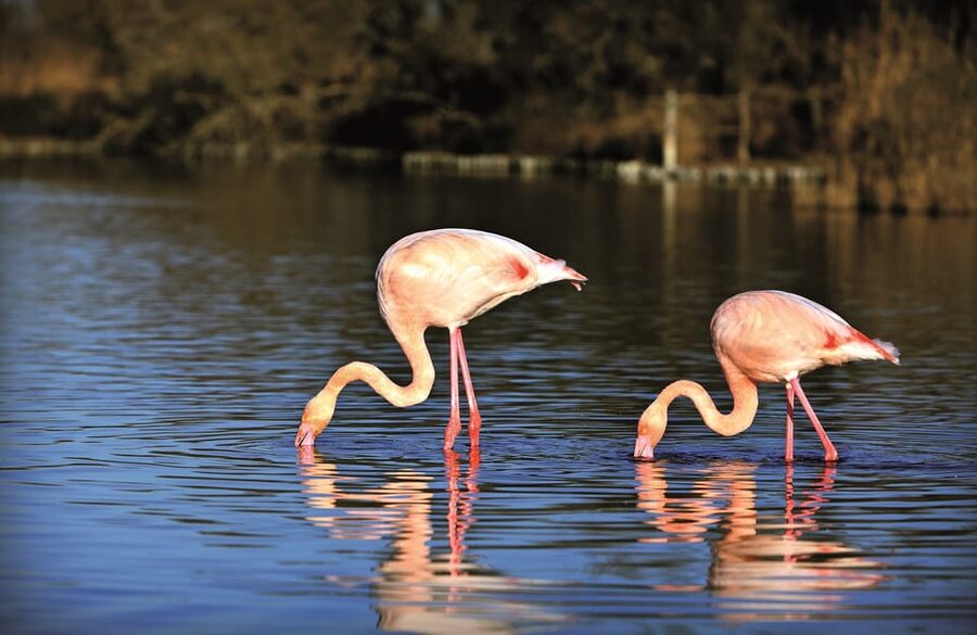 Camargue: Half-Day 4x4 Guided Safari Adventure - Comfort, clothing, and practical preparation
