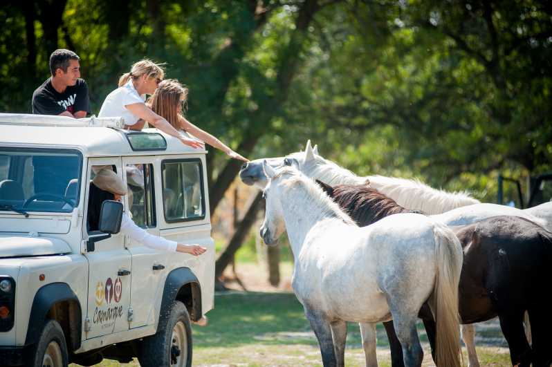 Camargue: Half-Day 4x4 Guided Safari Adventure - The ranch stop: white horses and black bulls