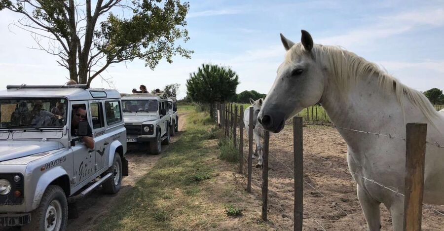 Camargue: Safari from Saintes-Maries-de-la-Mer - Key points to know before booking