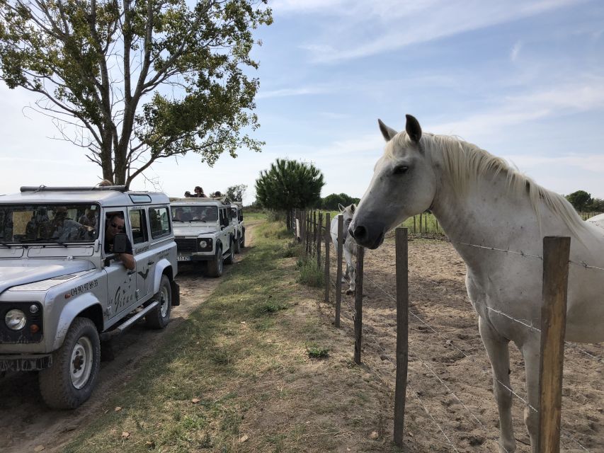 Camargue: Safari from Saintes-Maries-de-la-Mer - Meeting black bulls at a local farm