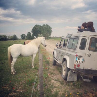 Camargue: Safari from Saintes-Maries-de-la-Mer