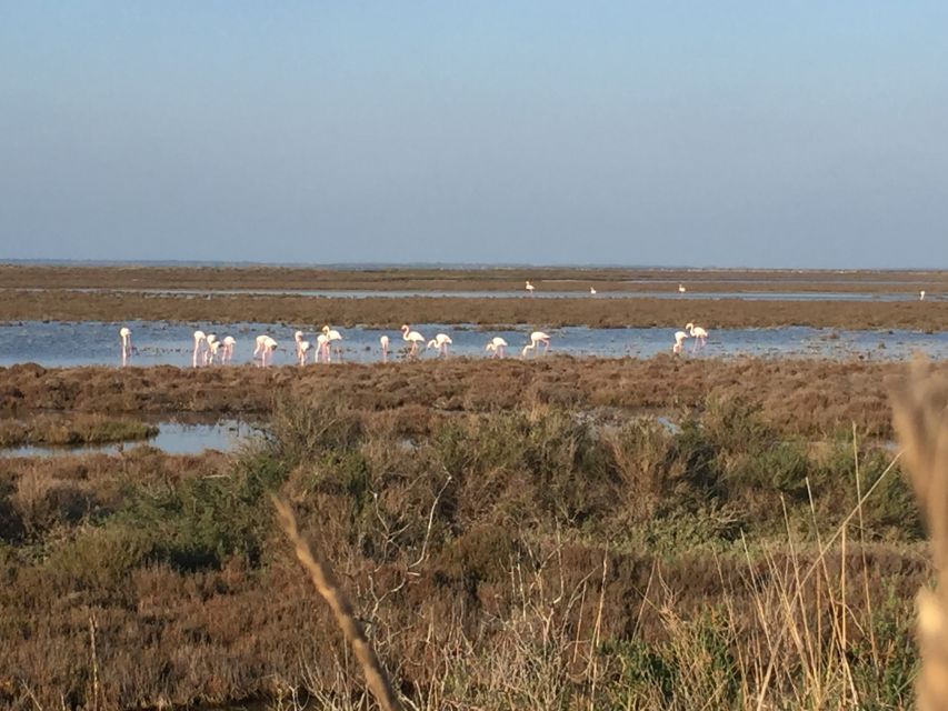 Camargue: Safari from Saintes-Maries-de-la-Mer - What the 4x4 ride is really like