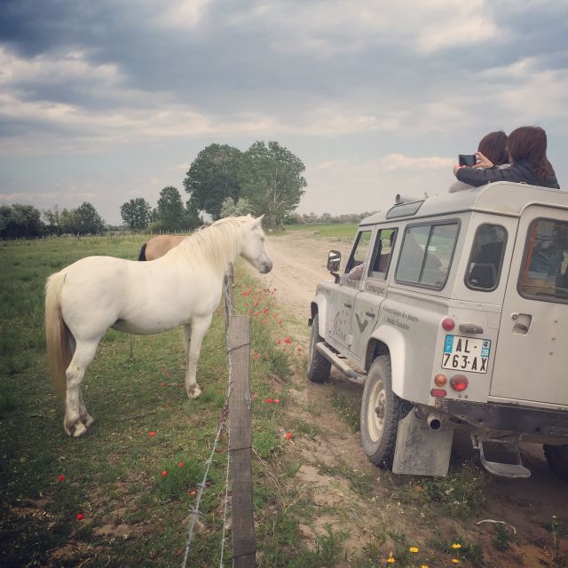 Camargue: Safari from Saintes-Maries-de-la-Mer - White horses, ponds, and Camargue birdlife