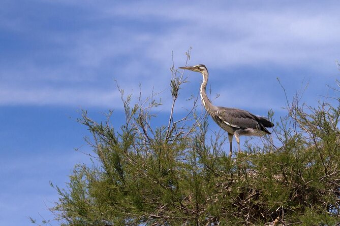 Camargue Small-Group Day Trip from Avignon - At a glance: what makes this Camargue tour worthwhile