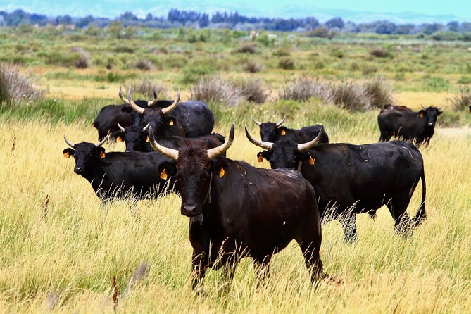 Camargue Small-Group Day Trip from Avignon - Aigues-Mortes: the afternoon payoff