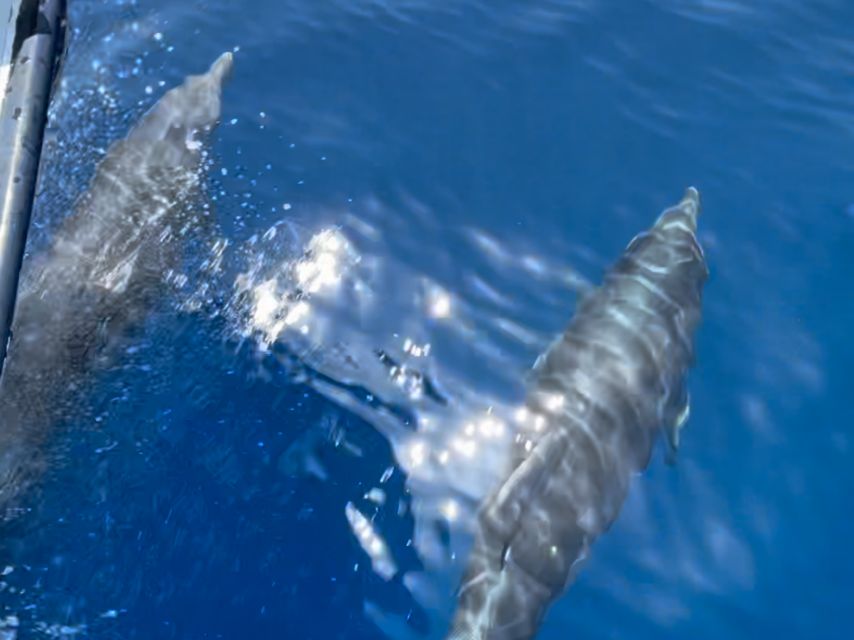 Cargèse: Scandola, Girolata, and Piana Afternoon Boat Tour - Who will enjoy this Cargèse cruise?