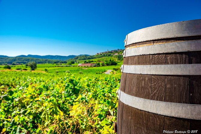 Cellar Visit & Bandol Wine Tasting (in French) - A close look at Domaine Lou Capelan and its Bandol setting